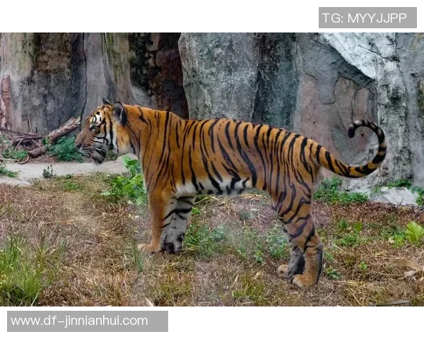 黑龙江火山鸣泉与广东华南虎的生态对比与保护现状探讨